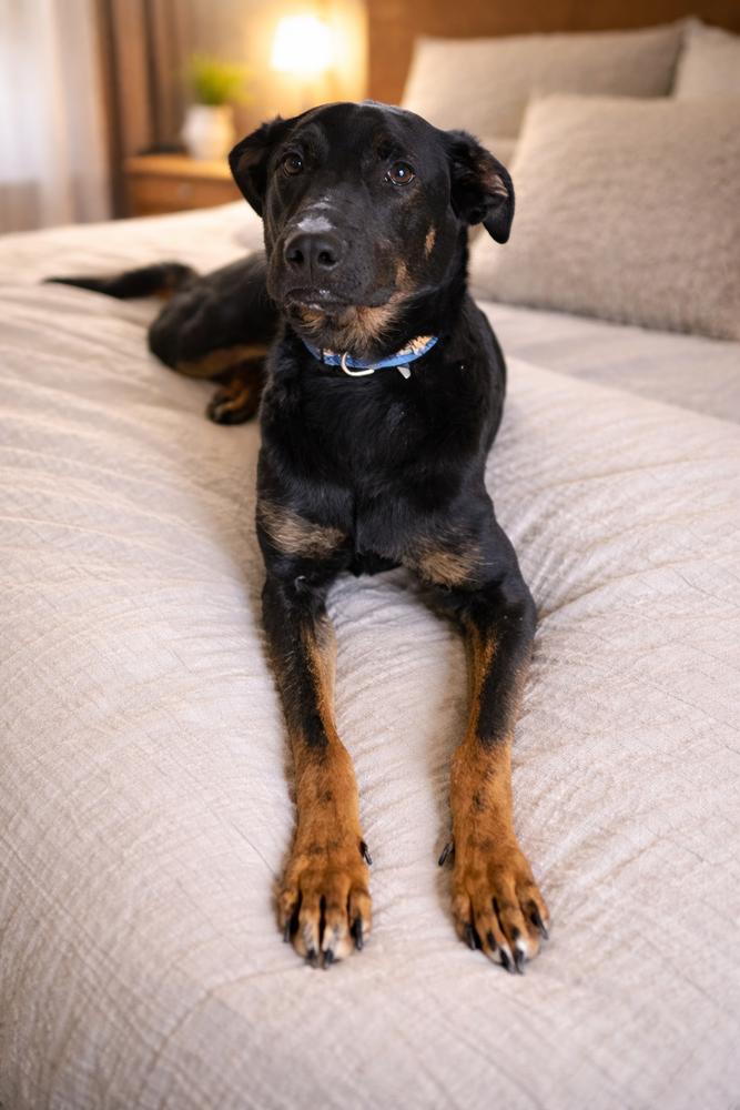 Piper, Adoptable, Adult Female German Shepherd Dog & Doberman Pinscher.