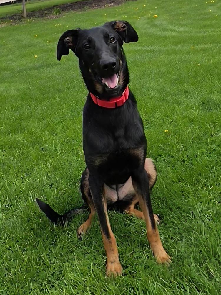 Enlarge Piper, a Adoptable mixed breed in Oakland, MI image 4/6
