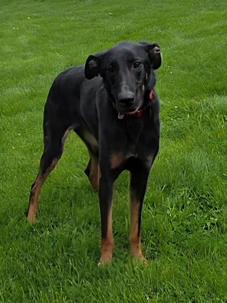 Enlarge Piper, a Adoptable mixed breed in Oakland, MI image 5/6