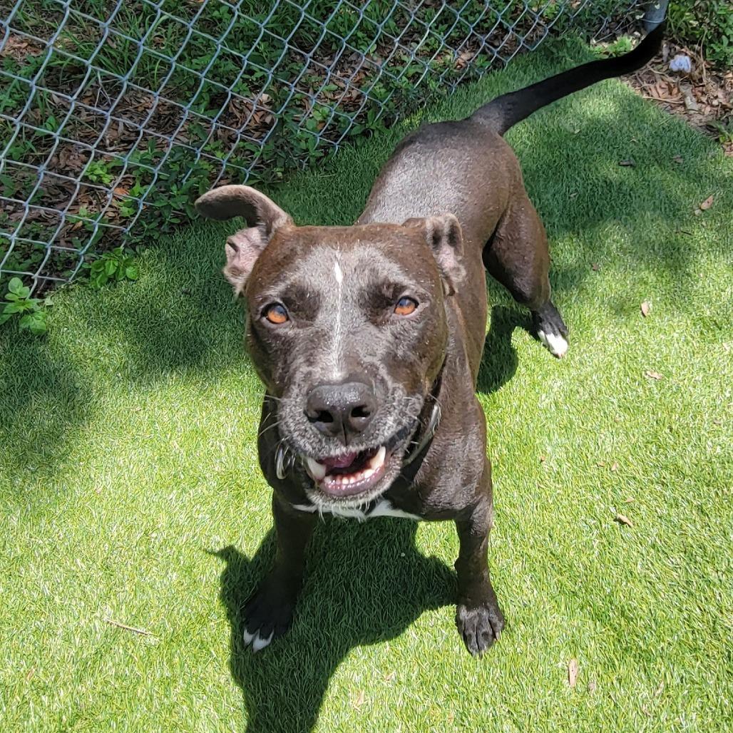Enlarge Trudd, a Adoptable Mixed Breed in Lake Panasoffkee, FL image 1/6