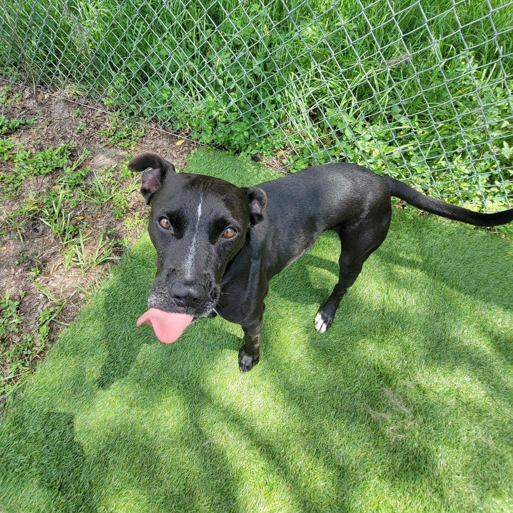 Enlarge Trudd, a Adoptable Mixed Breed in Lake Panasoffkee, FL image 2/6