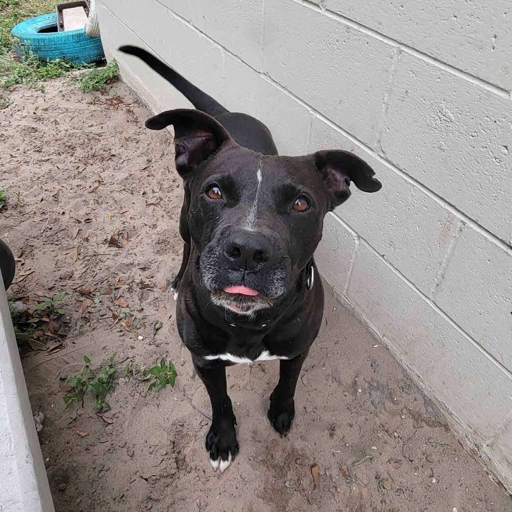 Enlarge Trudd, a Adoptable Mixed Breed in Lake Panasoffkee, FL image 3/6