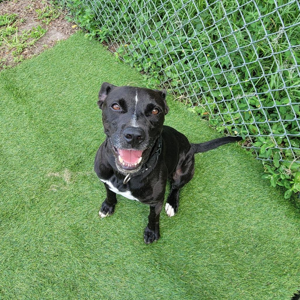 Enlarge Trudd, a Adoptable Mixed Breed in Lake Panasoffkee, FL image 4/6