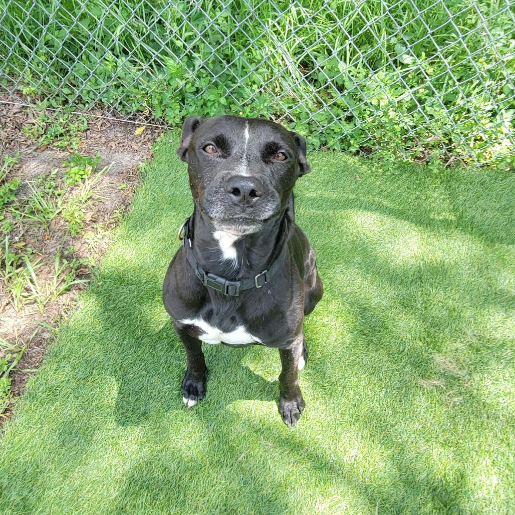 Enlarge Trudd, a Adoptable Mixed Breed in Lake Panasoffkee, FL image 5/6