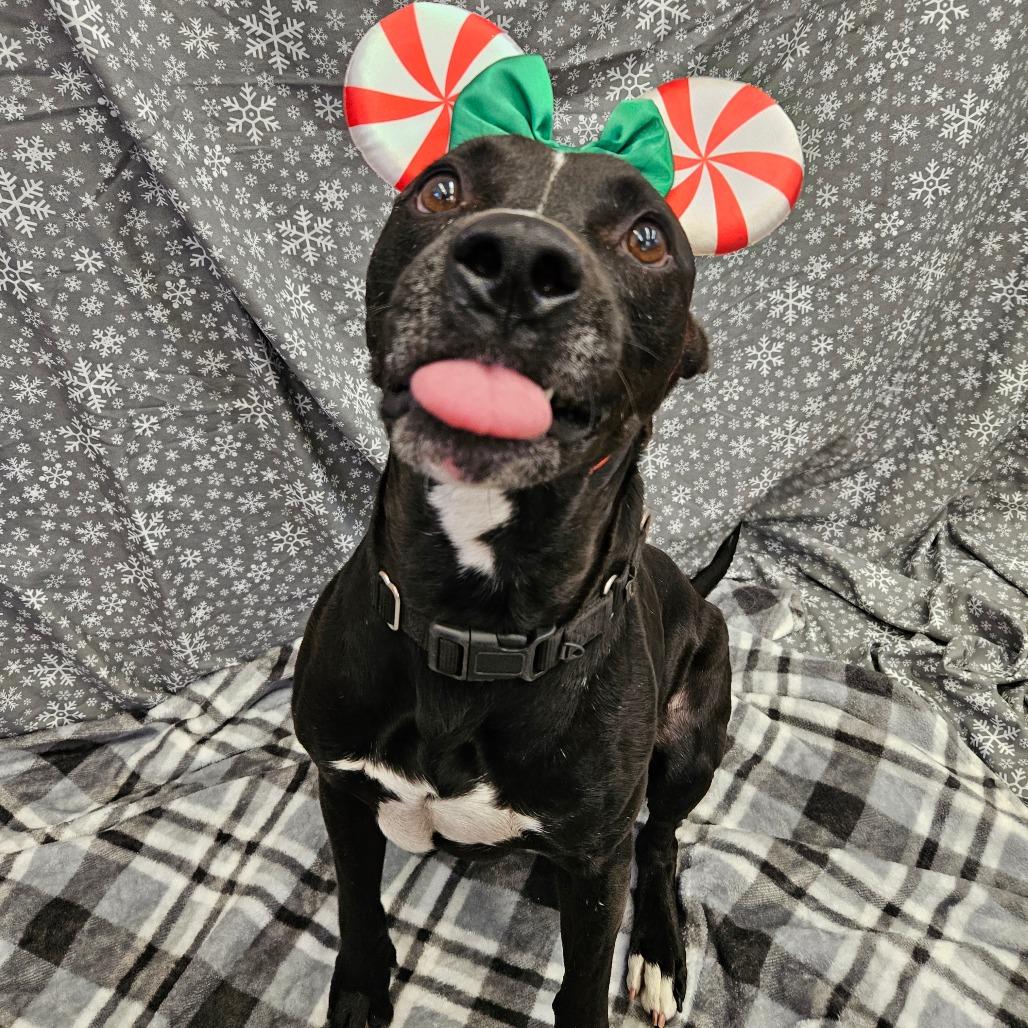 Enlarge Trudd, a Adoptable Mixed Breed in Lake Panasoffkee, FL image 6/6