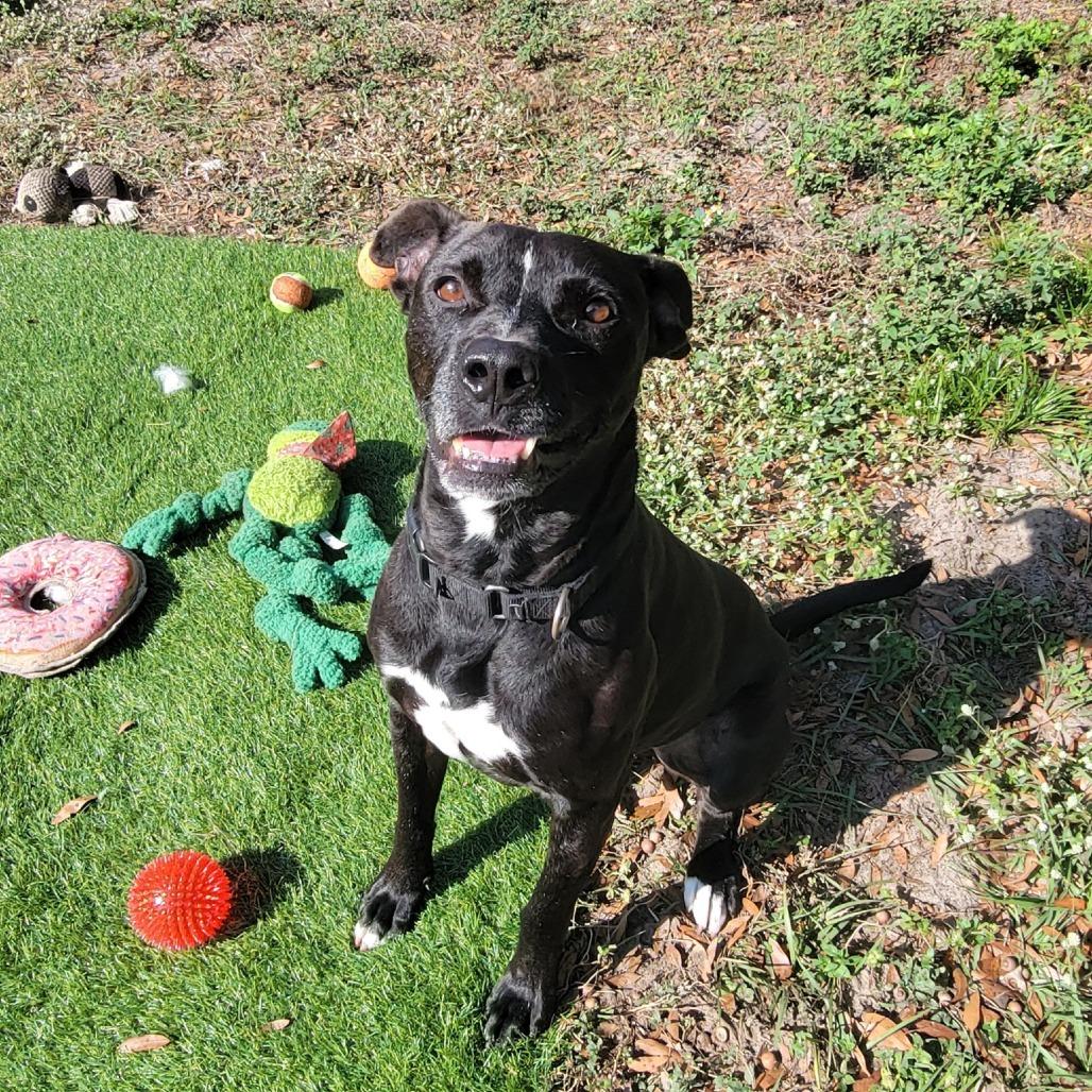Enlarge Trudd, a Adoptable Mixed Breed in Lake Panasoffkee, FL image 6/6