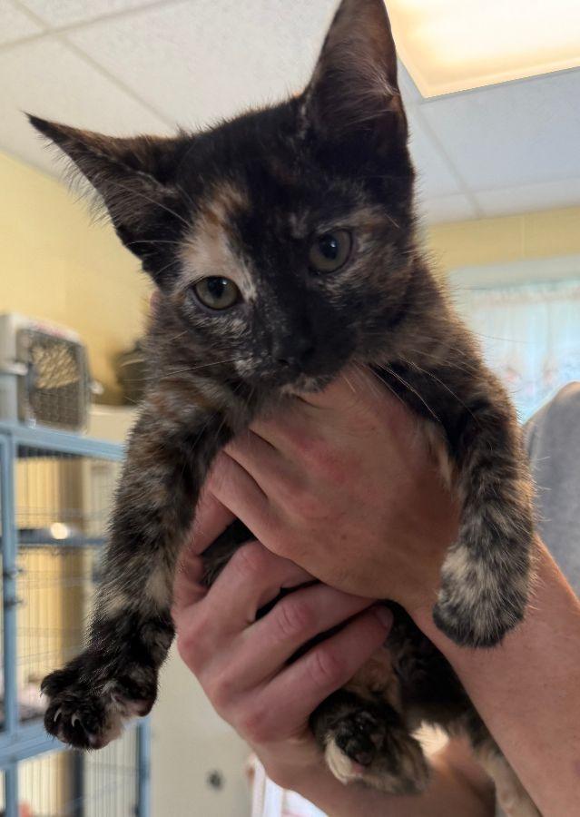 Bon Bon, Adoptable, Young Female Domestic Short Hair.