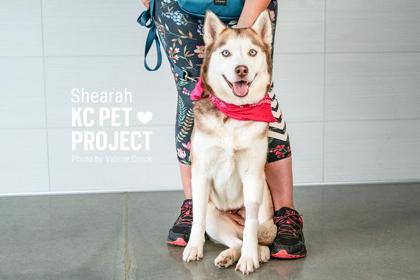 Enlarge Shearah, a Adoptable mixed breed in Kansas City, MO image 1/3