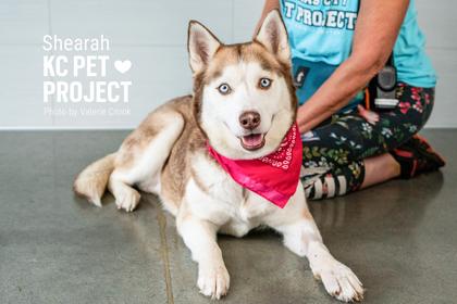 Enlarge Shearah, a Adoptable mixed breed in Kansas City, MO image 2/3