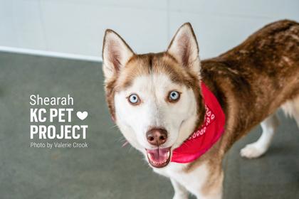 Enlarge Shearah, a Adoptable mixed breed in Kansas City, MO image 3/3