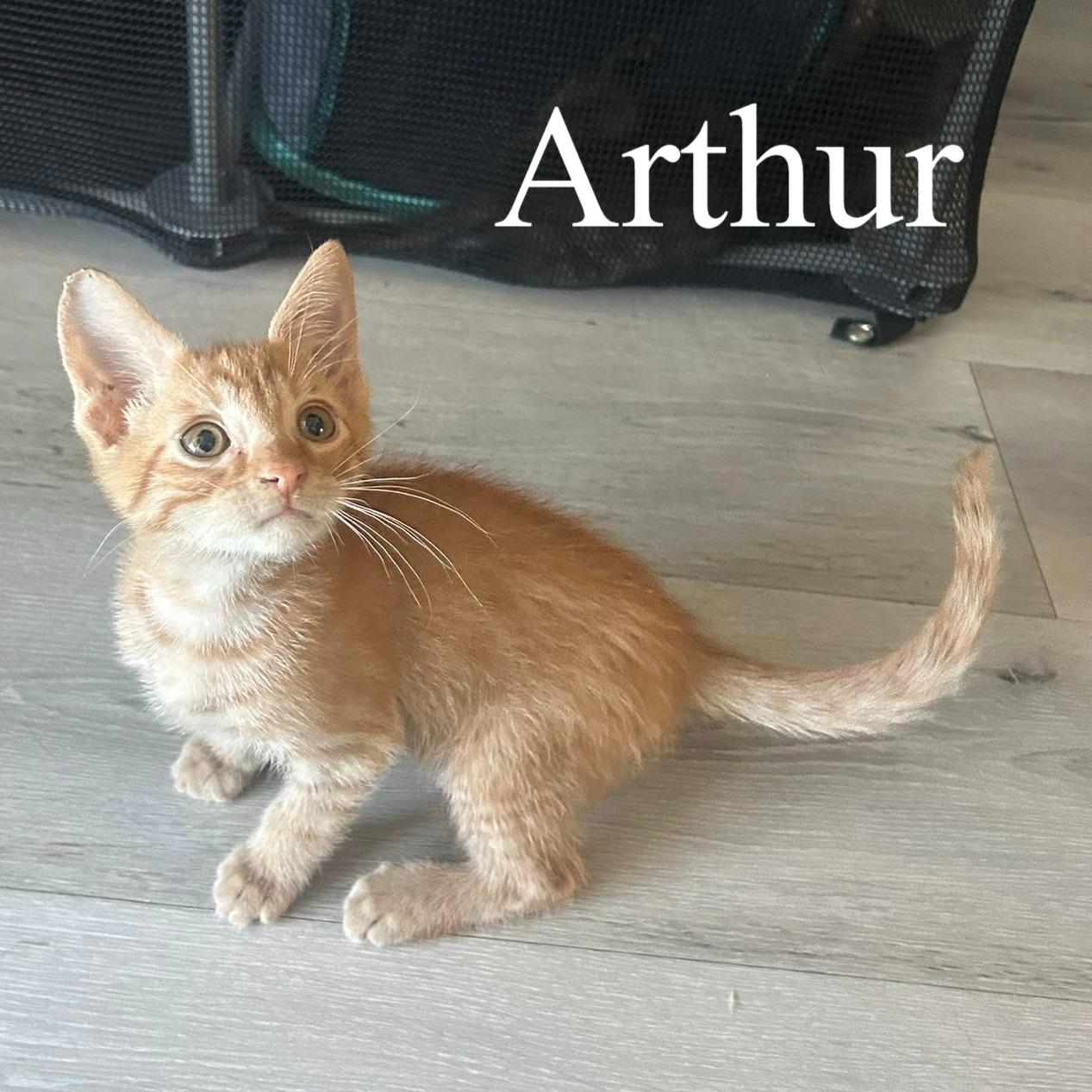 Enlarge Arthur, a ADOPTABLE Domestic Short Hair in Queen Creek, AZ image 2/3