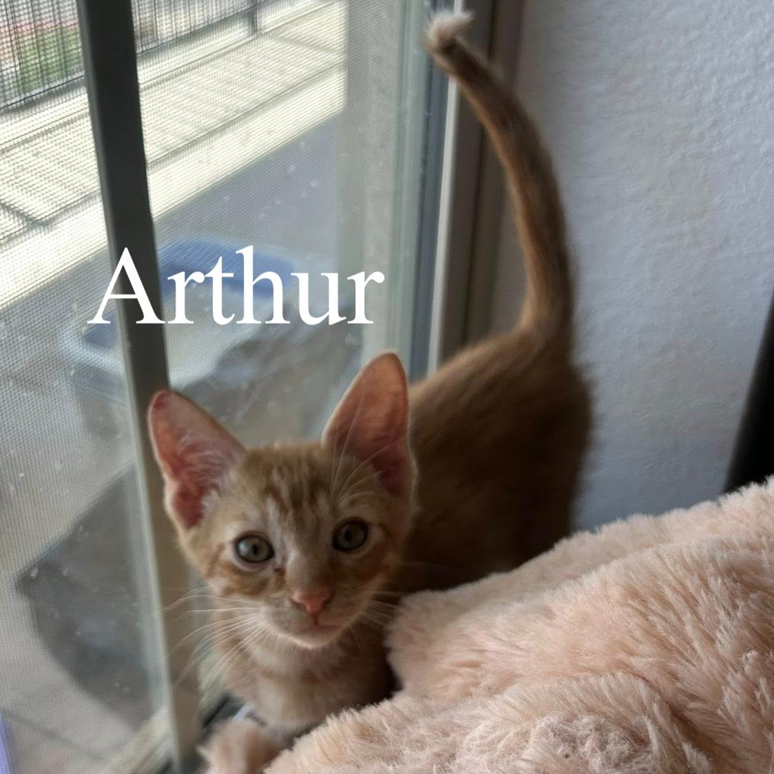 Enlarge Arthur, a ADOPTABLE Domestic Short Hair in Queen Creek, AZ image 3/3