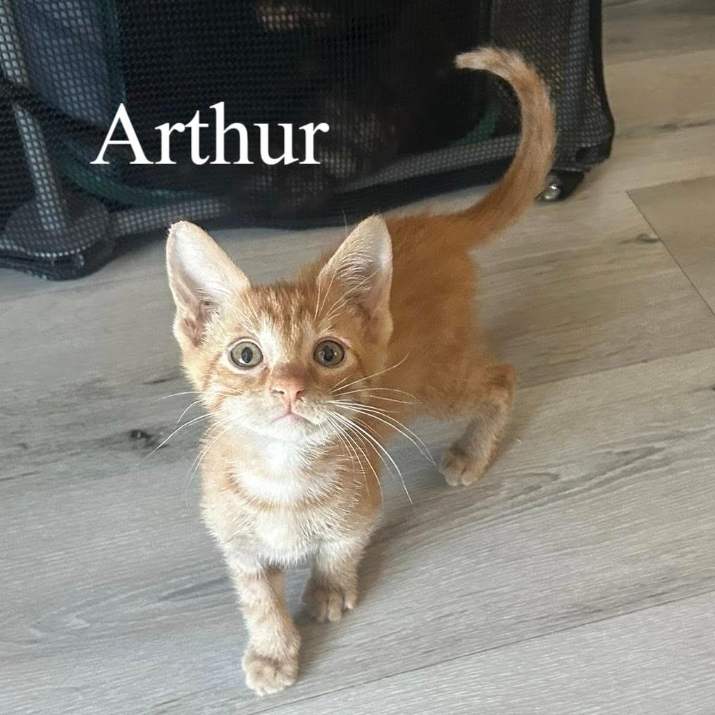 Enlarge Arthur, a ADOPTABLE Domestic Short Hair in Queen Creek, AZ image 1/3