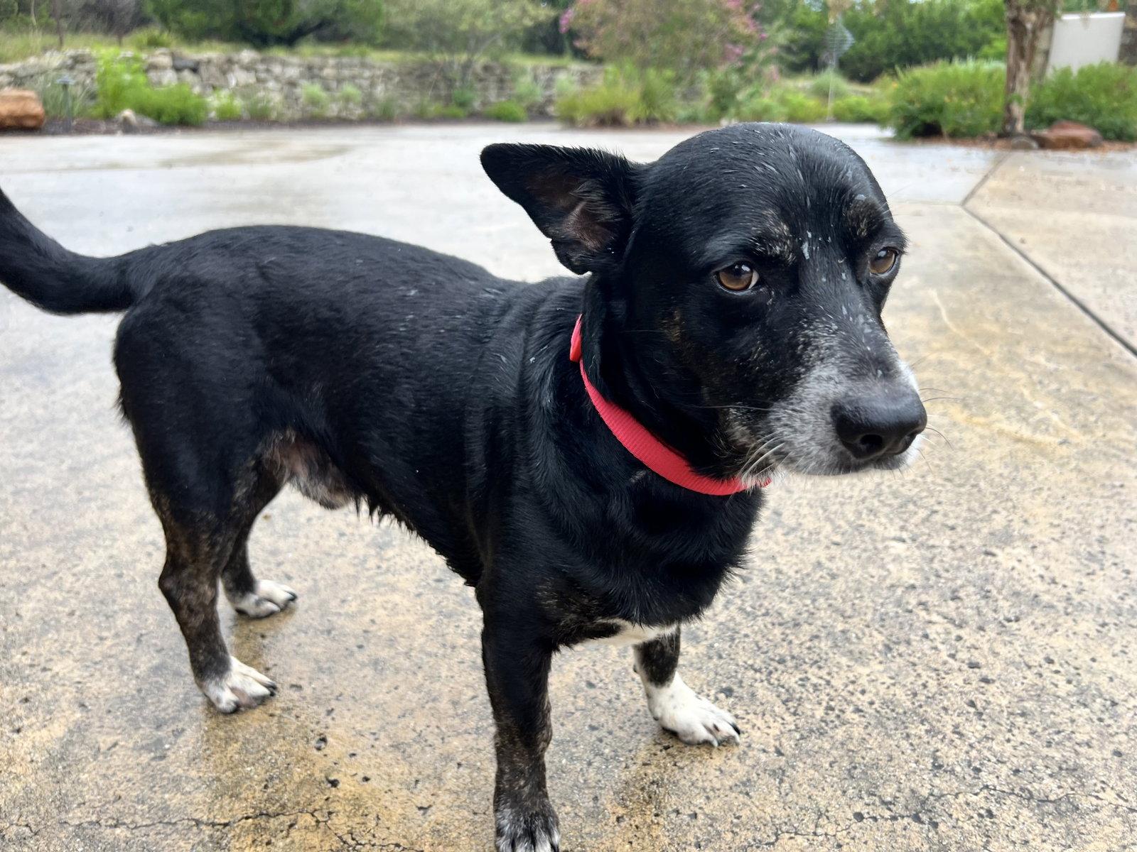 Enlarge Felix, a Adopted Corgi in PITTSBURGH, PA image 3/3