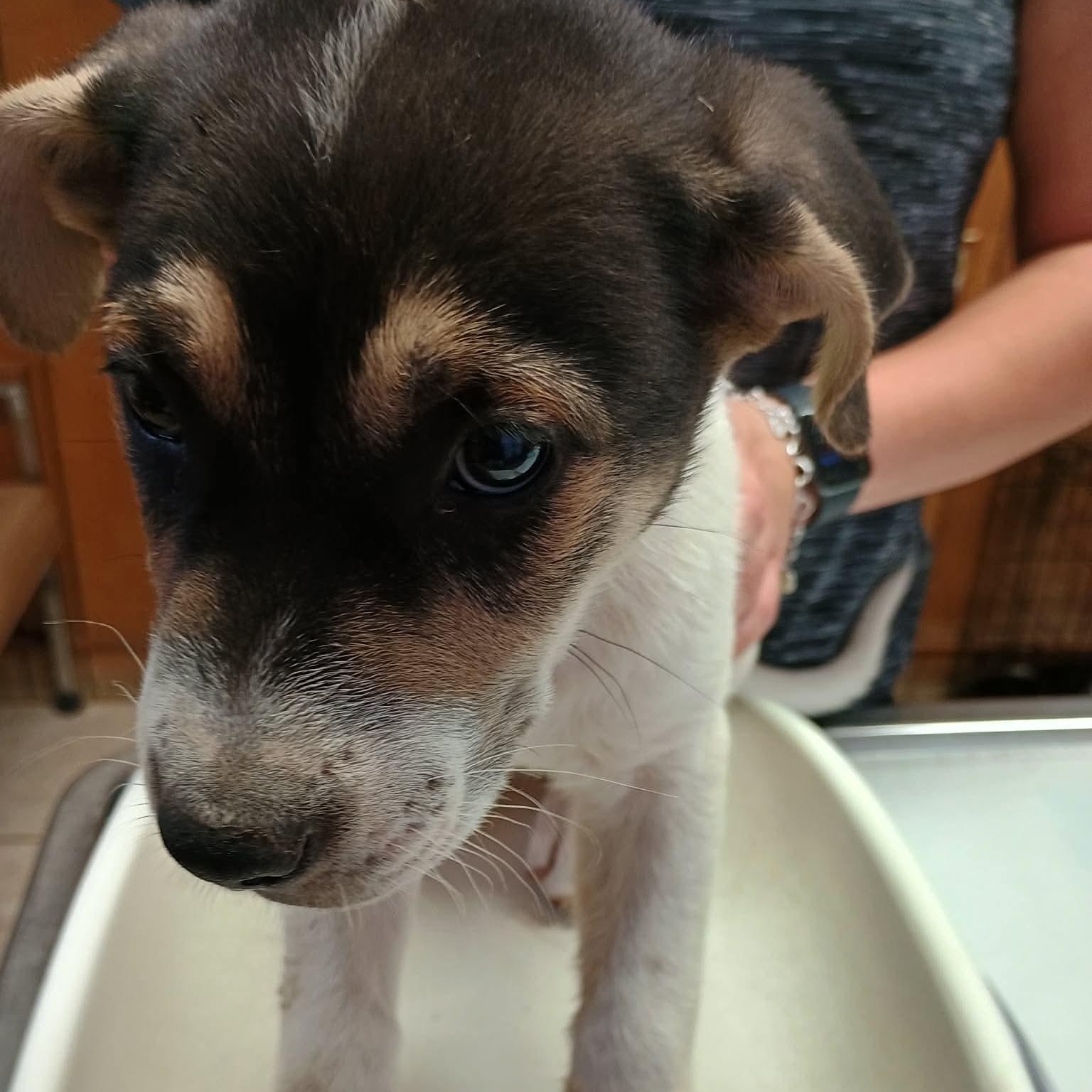 Spencer, a ADOPTABLE mixed breed in Amarillo, TX image 5/6