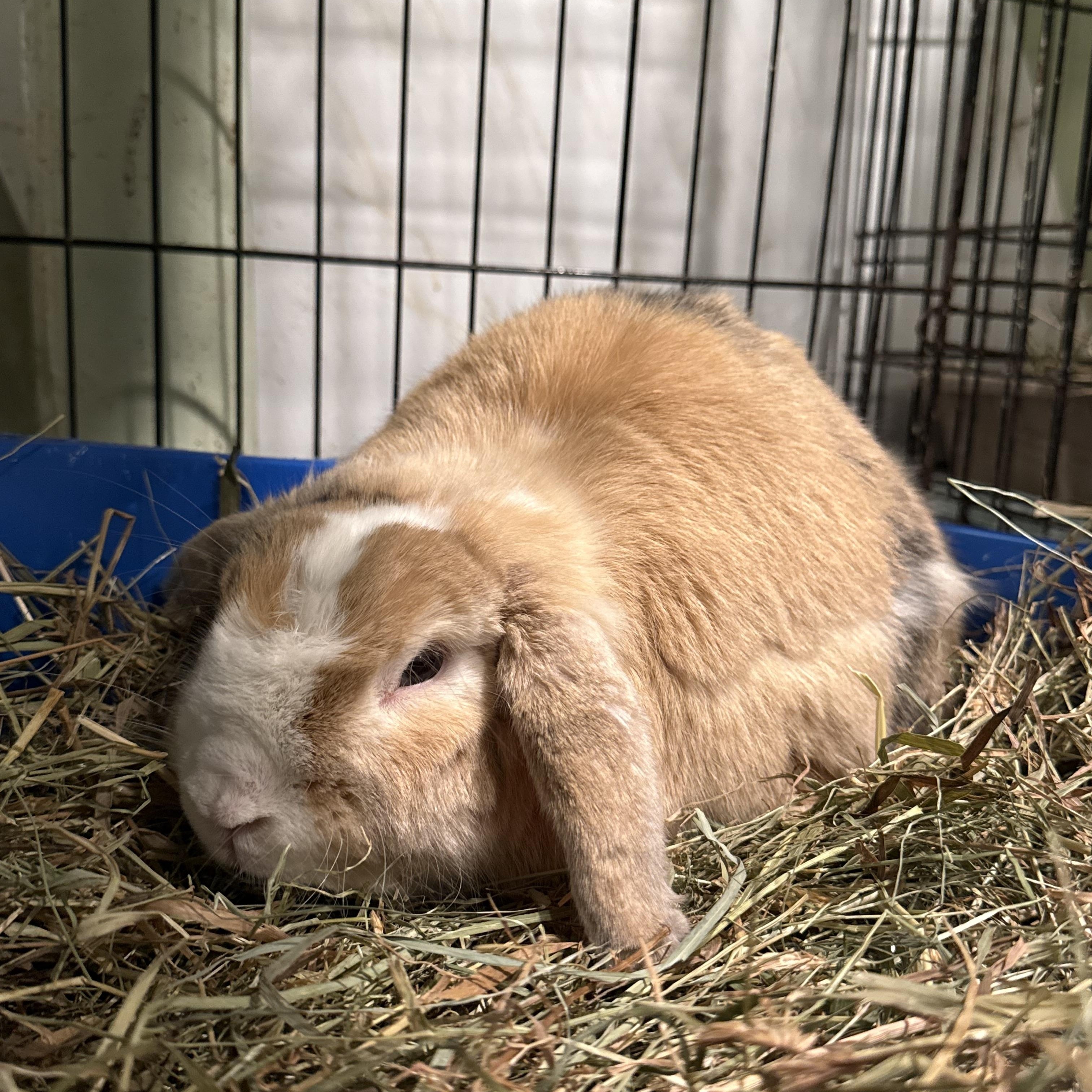 Chrysanthemum , ADOPTABLE, Adult Female Holland Lop.