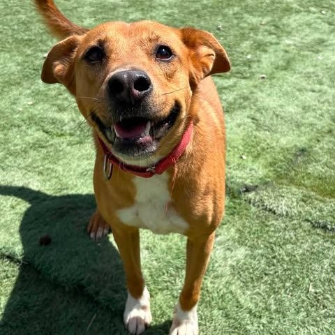 Jayden, adopted, Young Male Carolina Dog.