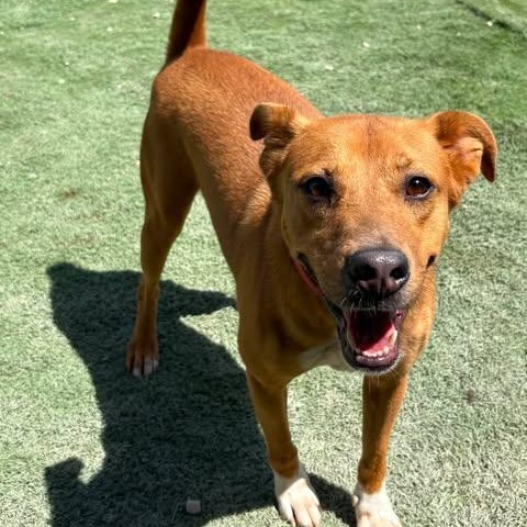Jayden, an adopted Carolina Dog in Center Point, TX image 2/5
