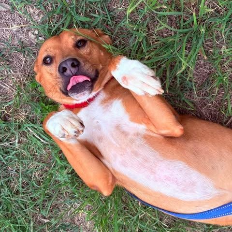 Jayden, an adopted Carolina Dog in Center Point, TX image 5/5