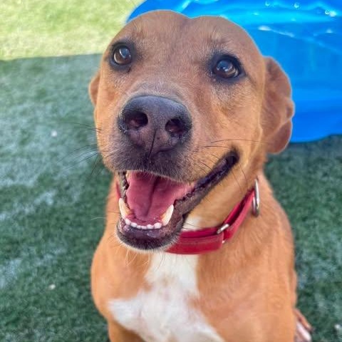 Jayden, an adopted Carolina Dog in Center Point, TX image 4/5