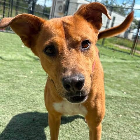Jayden, an adopted Carolina Dog in Center Point, TX image 3/5