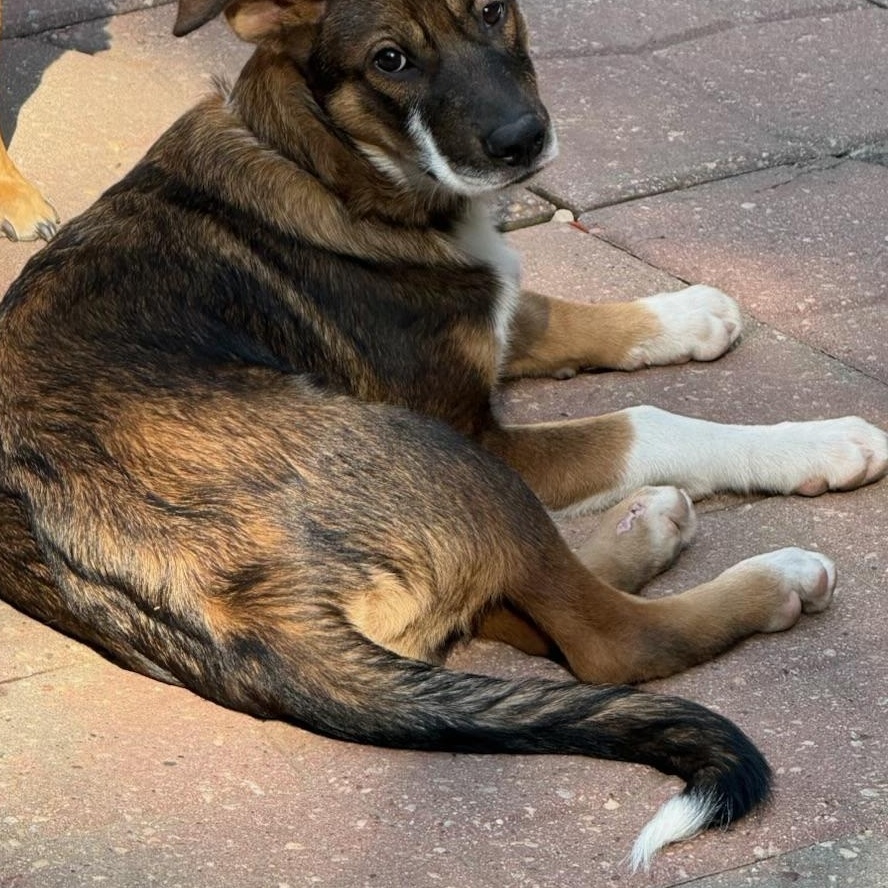 Tito (M), Adoptable, Young Male Shepherd.