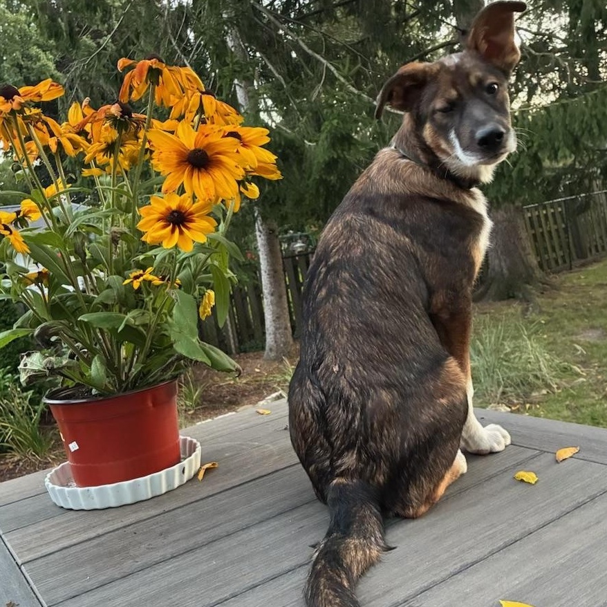 Enlarge Tito (M), a Adoptable mixed breed in Sun Prairie, WI image 2/2