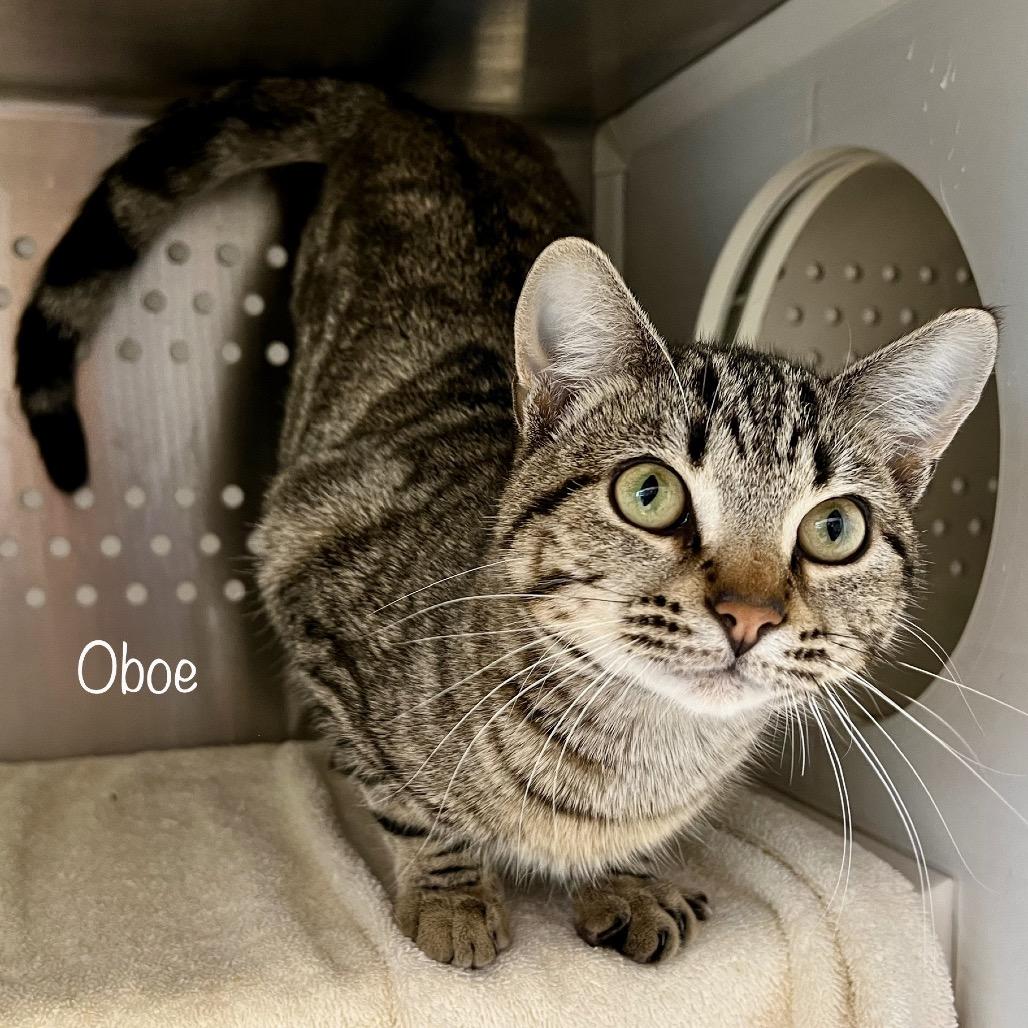 Oboe, Adoptable, Adult Male Domestic Short Hair & Domestic Short Hair.