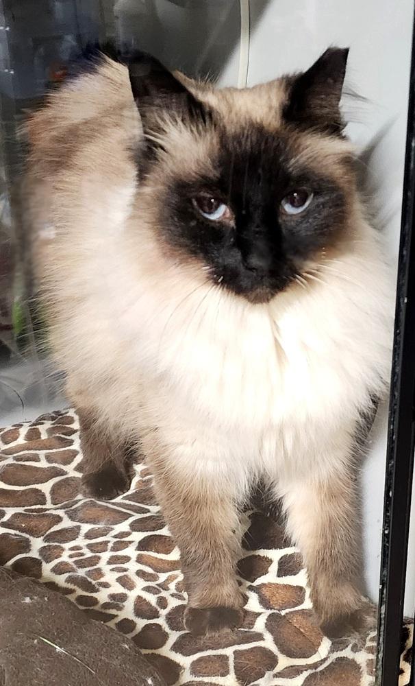 Meagan, Adoptable, Adult Female Himalayan.