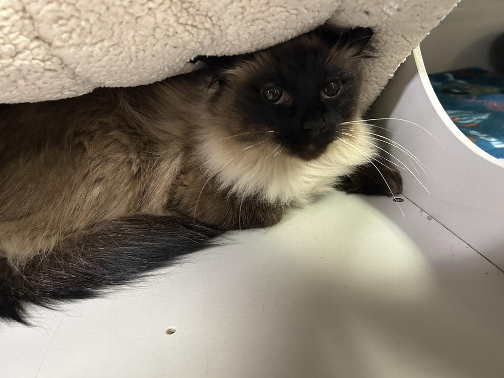 Enlarge Meagan, a Adoptable Himalayan in Anoka, MN image 2/2