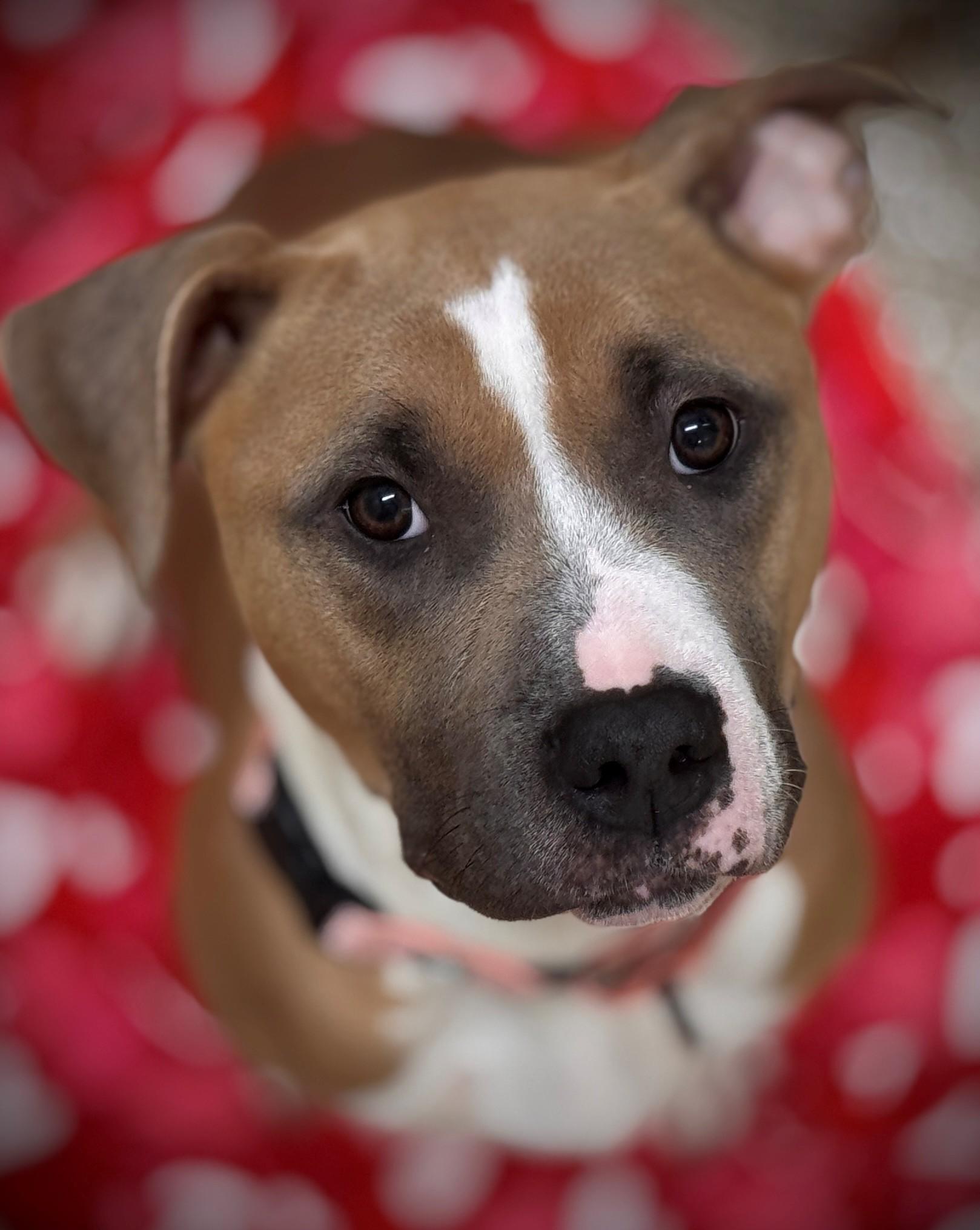 Enlarge Precious, an adoptable mixed breed in Hackensack, MN image 1/4