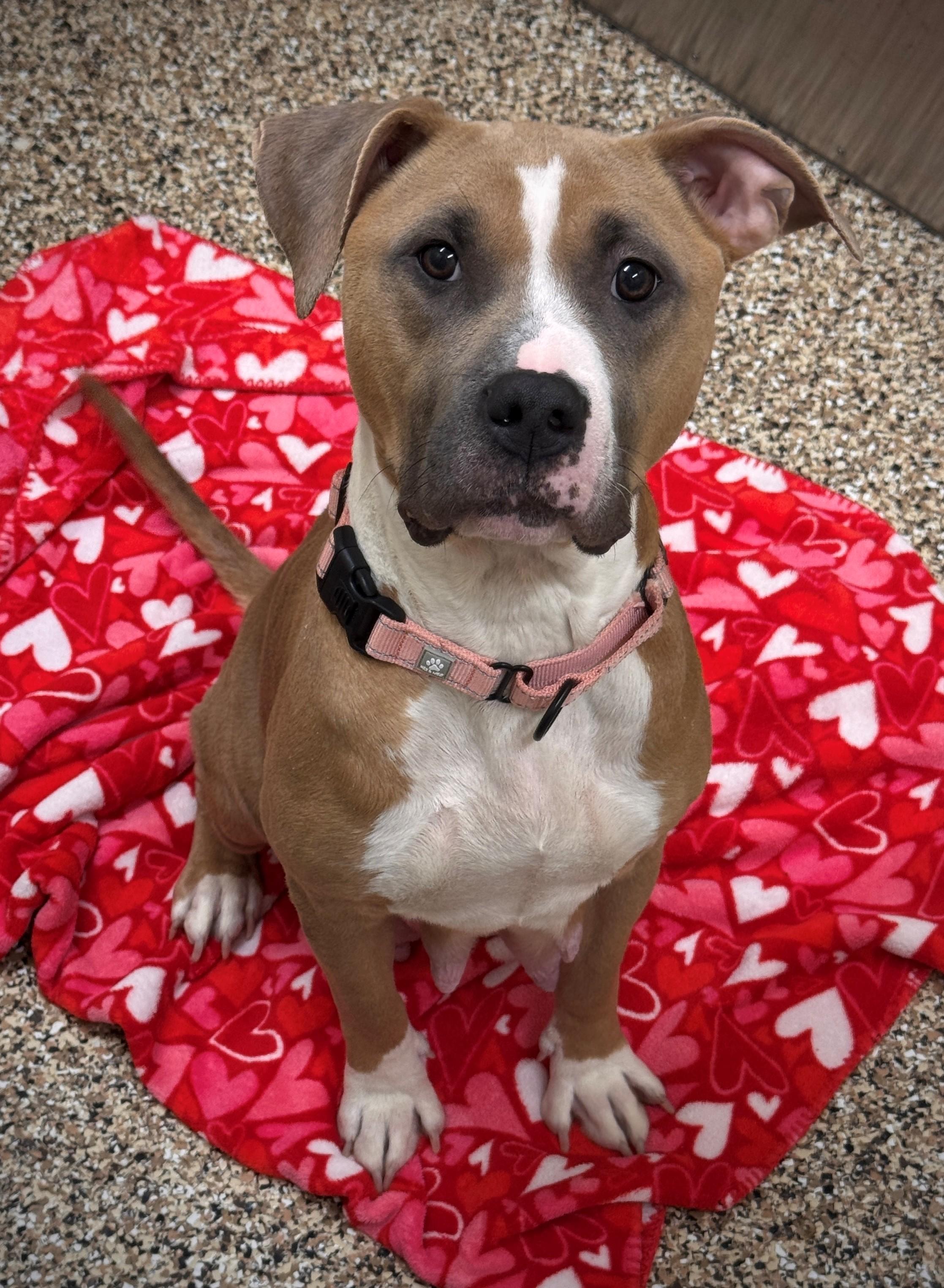 Enlarge Precious, an adoptable mixed breed in Hackensack, MN image 2/4