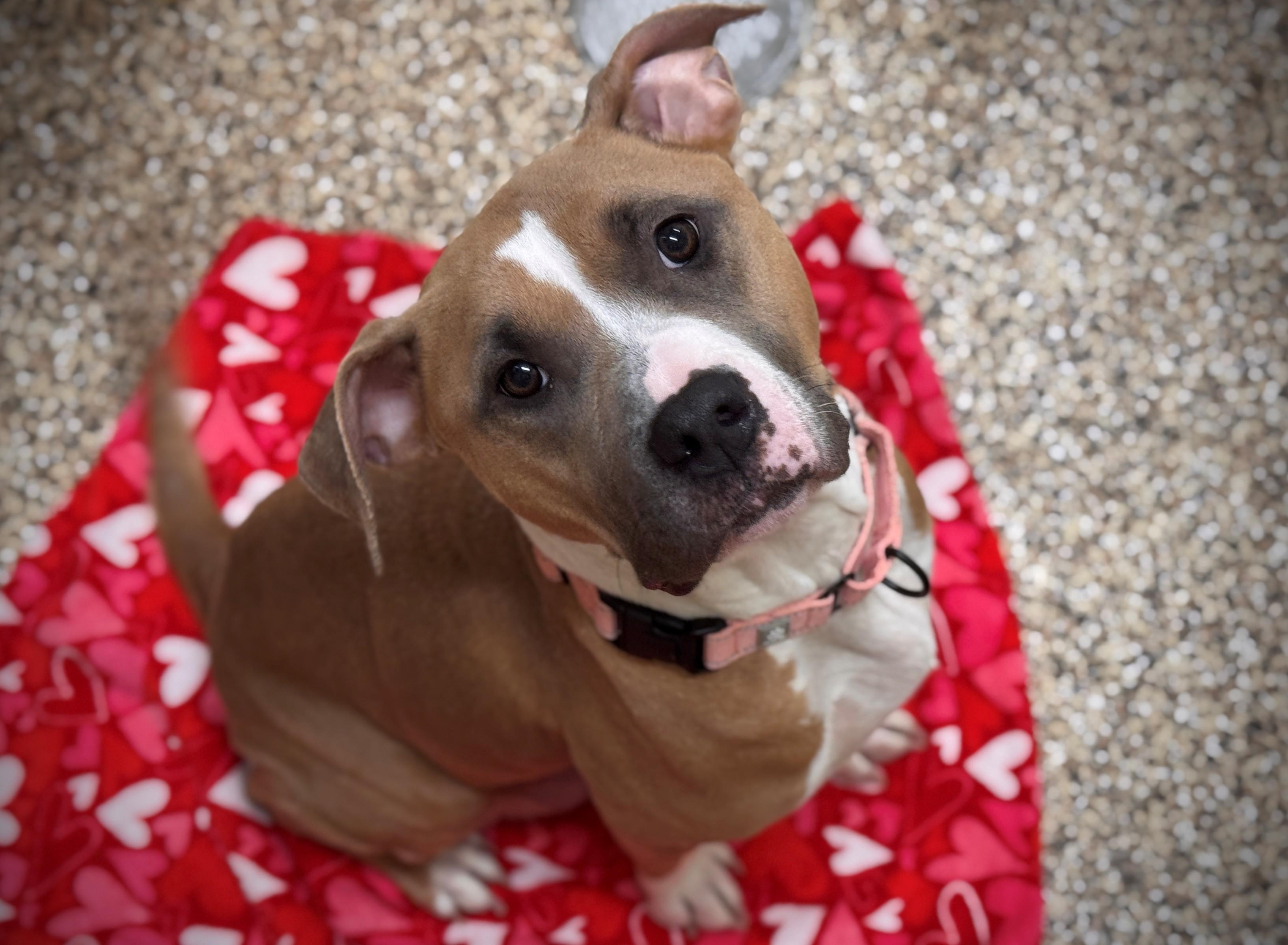 Enlarge Precious, an adoptable mixed breed in Hackensack, MN image 4/4