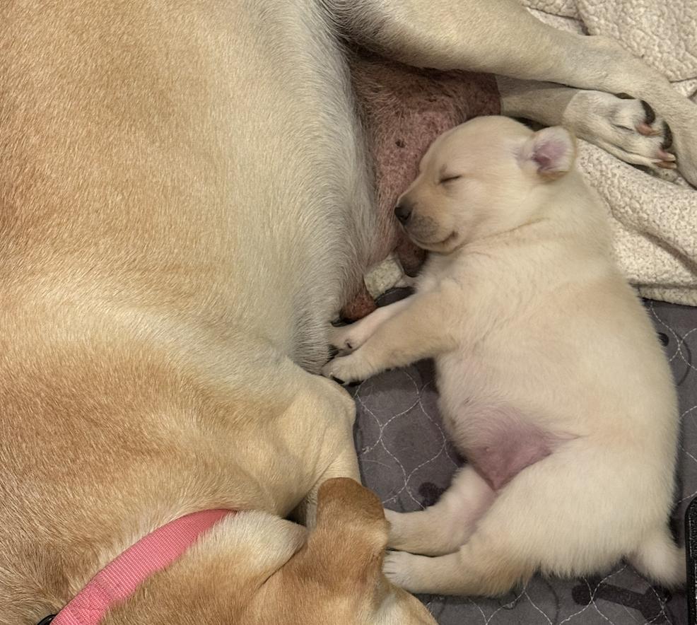 Taglianetti / Pumpkin, Adopted, Puppy Female Labrador Retriever.