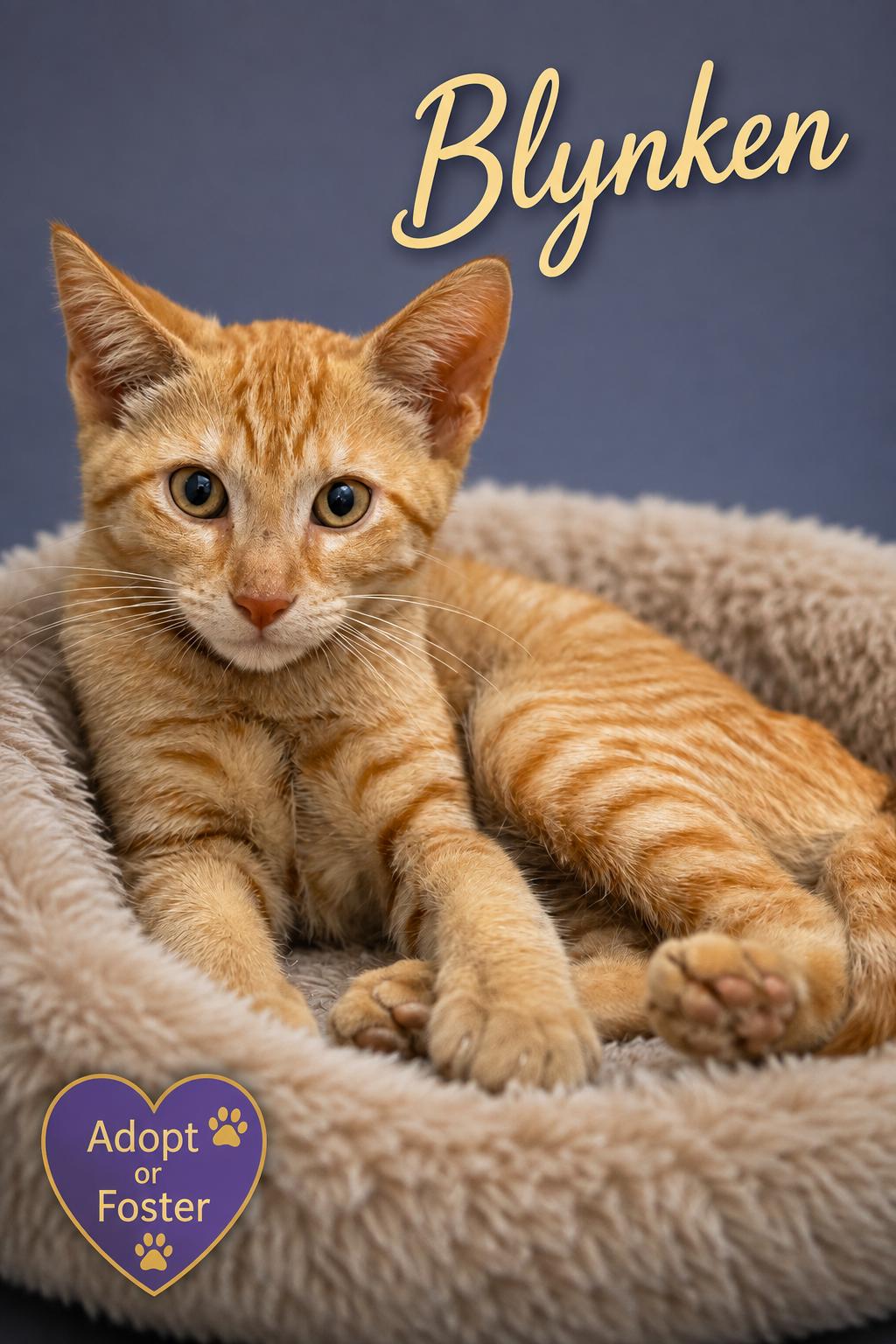 Enlarge Wyken, Blyken and Nod (FCID# 08/17/2026-27,28,29), a Adoptable Domestic Short Hair in Greenville, DE image 2/3