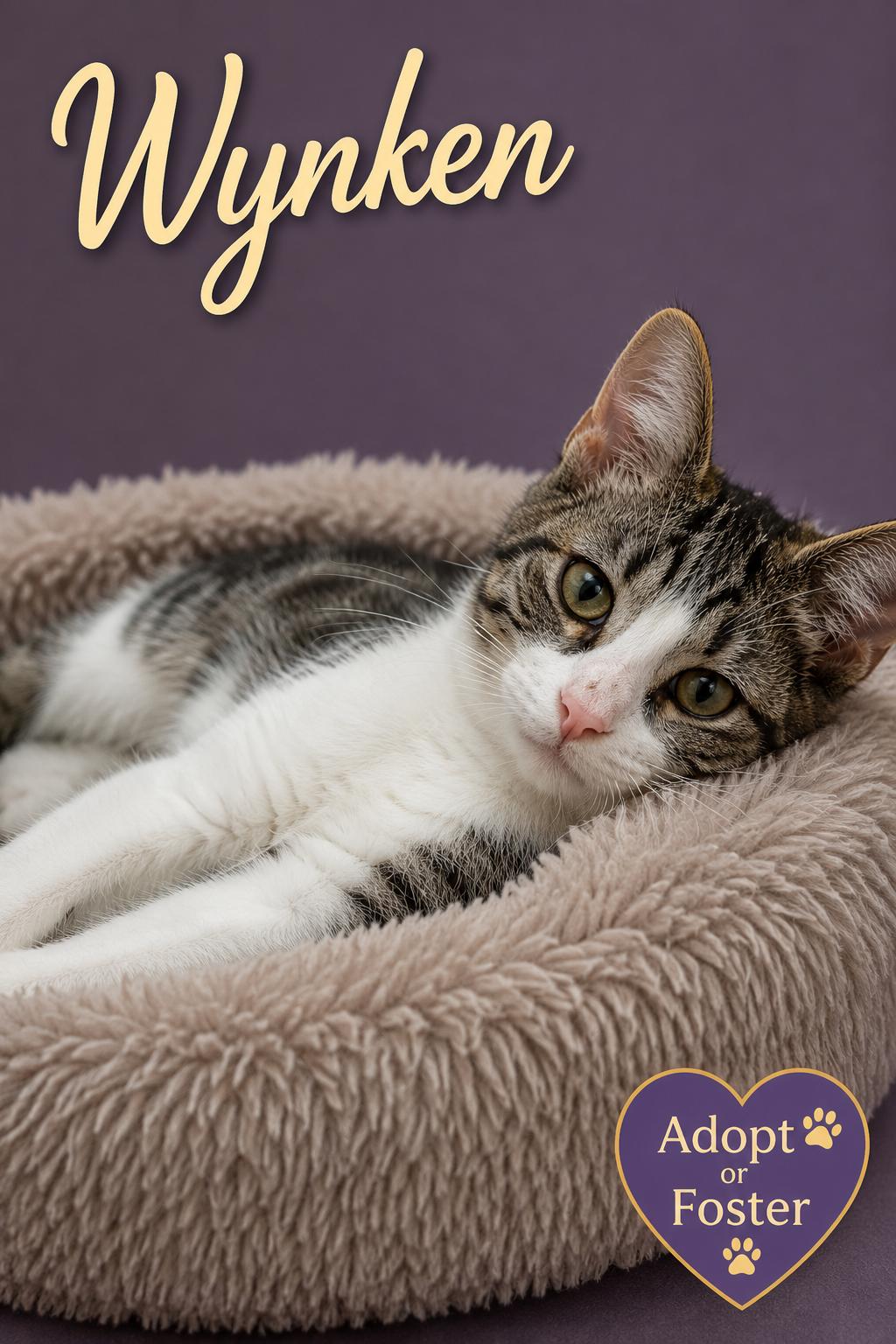 Enlarge Wyken, Blyken and Nod (FCID# 08/17/2026-27,28,29), a Adoptable Domestic Short Hair in Greenville, DE image 3/3