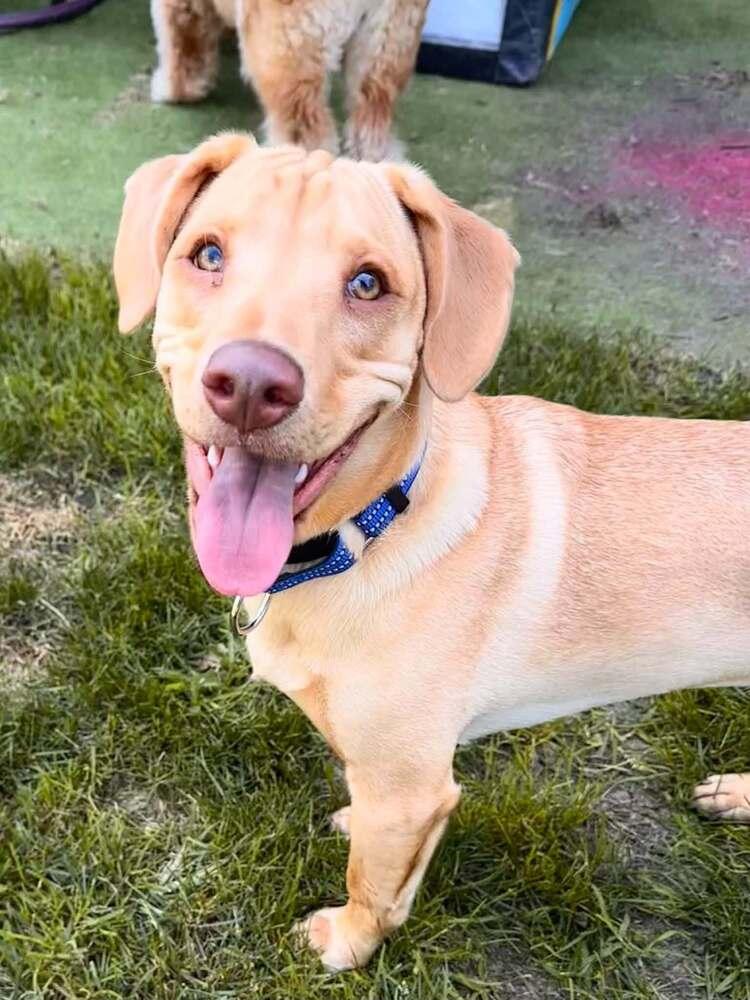 Peanut (AL), Adoptable, Puppy Male Labrador Retriever.