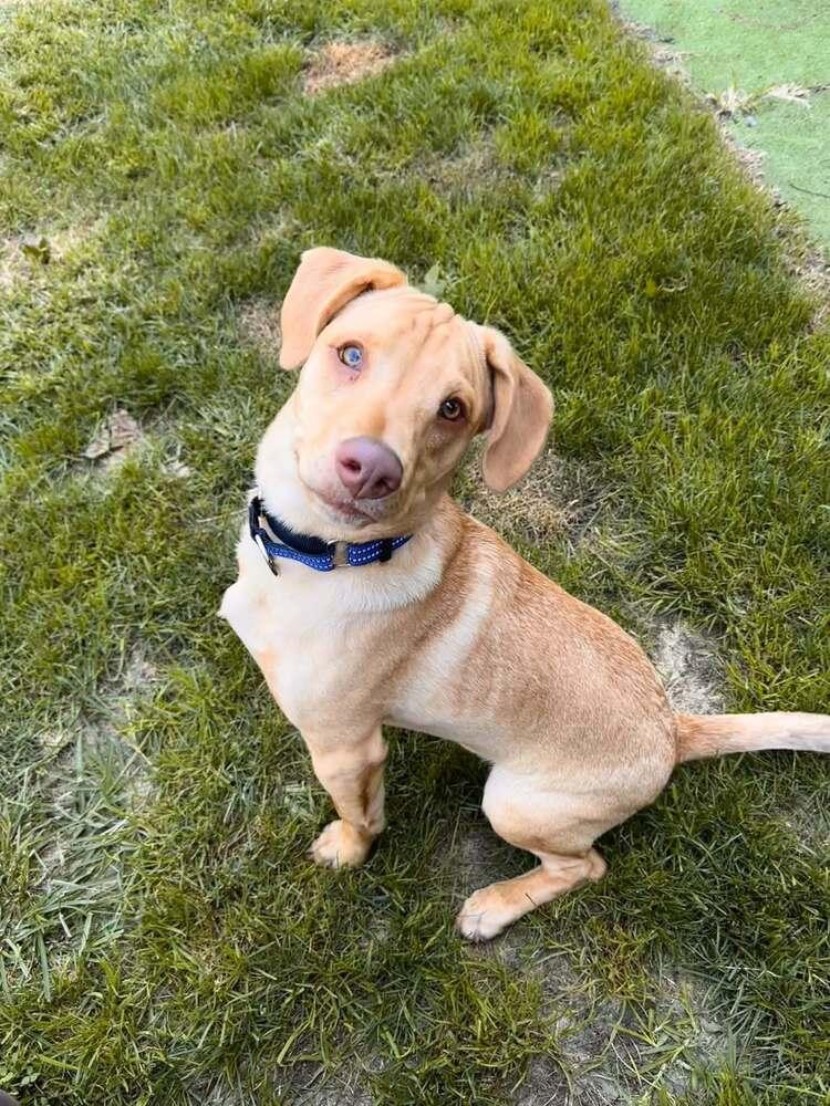 Enlarge Peanut (AL), a Adoptable Labrador Retriever in New York, NY image 2/3
