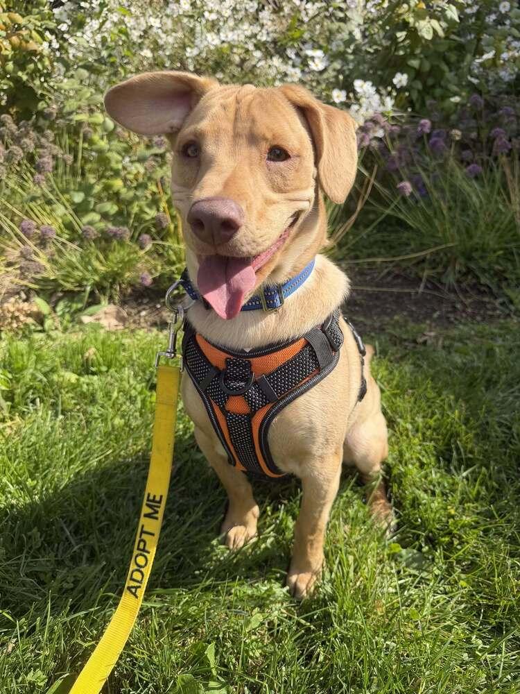 Enlarge Peanut (AL), a Adoptable Labrador Retriever in New York, NY image 2/3