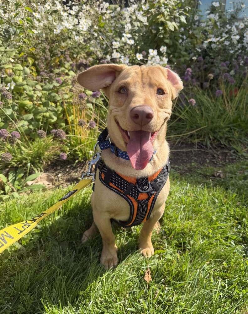 Enlarge Peanut (AL), a Adoptable Labrador Retriever in New York, NY image 3/3