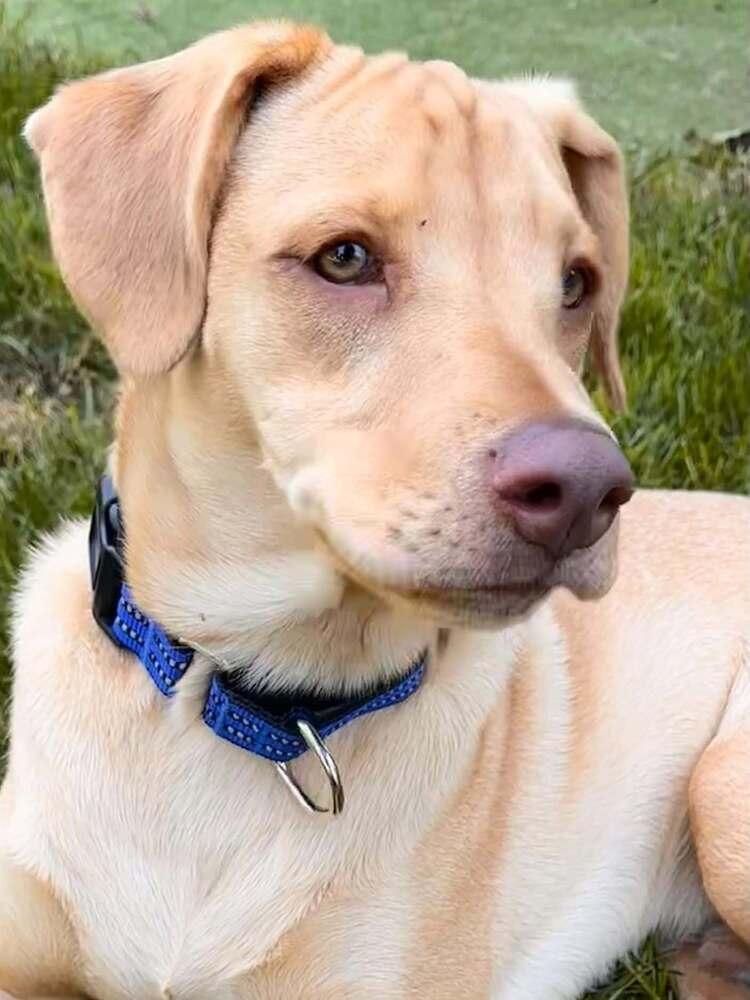 Enlarge Peanut (AL), a Adoptable Labrador Retriever in New York, NY image 3/3