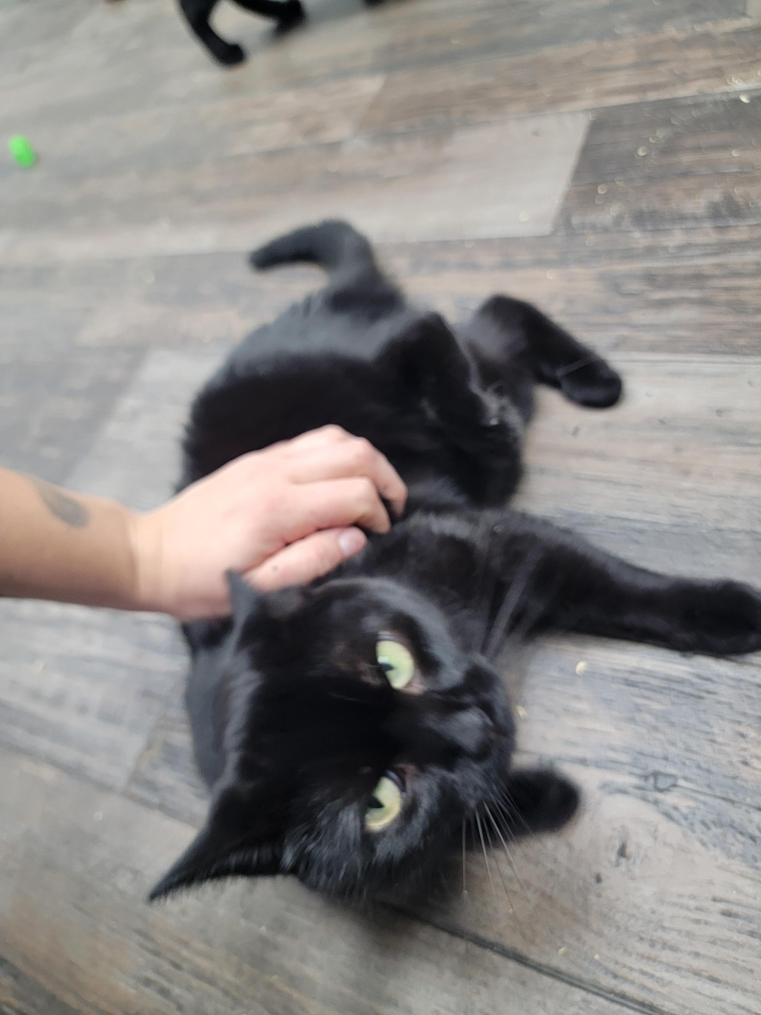 Enlarge Sabrina, a Adoptable Domestic Short Hair in Fertile, MN image 2/3