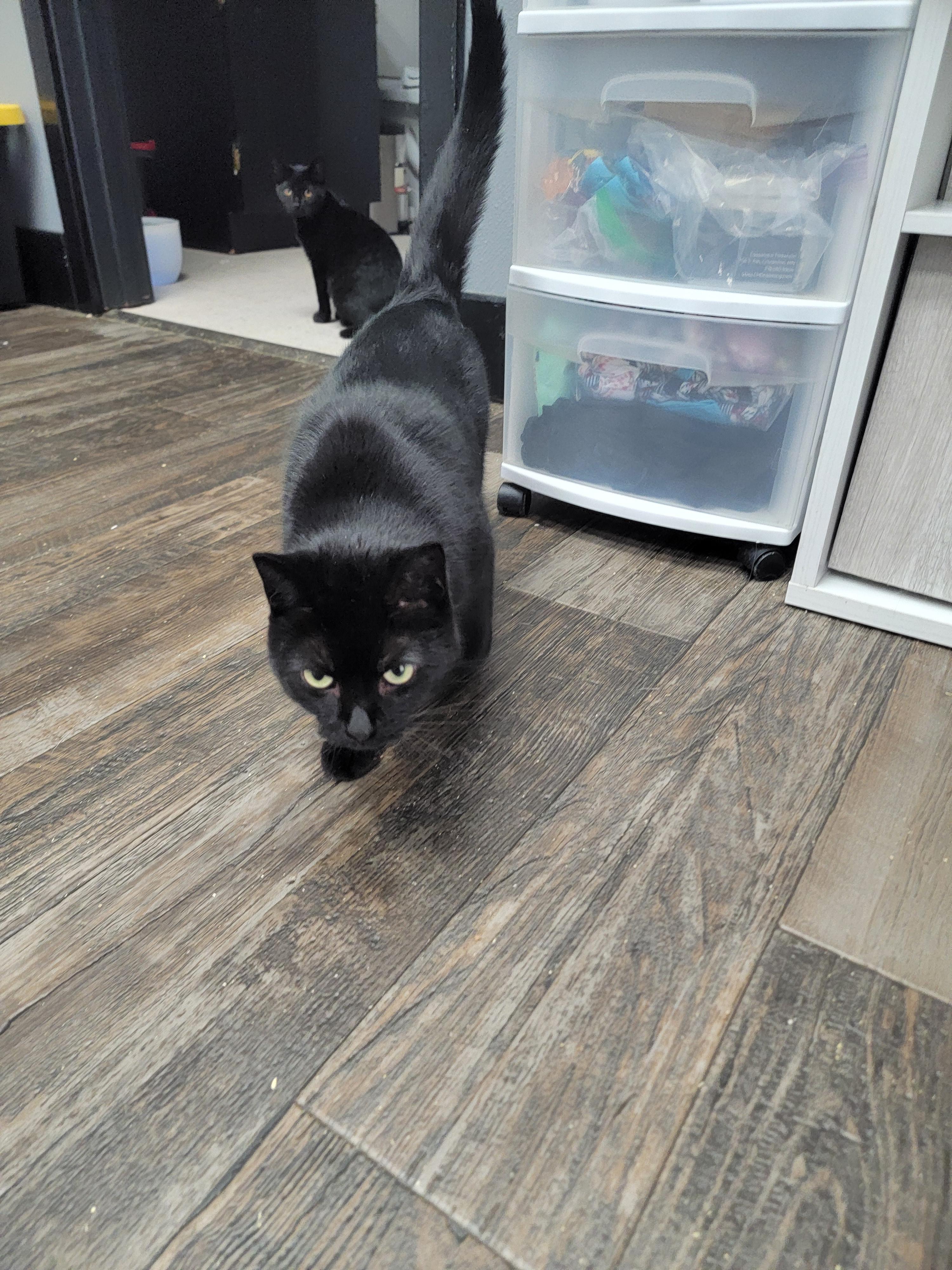 Enlarge Sabrina, a Adoptable Domestic Short Hair in Fertile, MN image 3/3