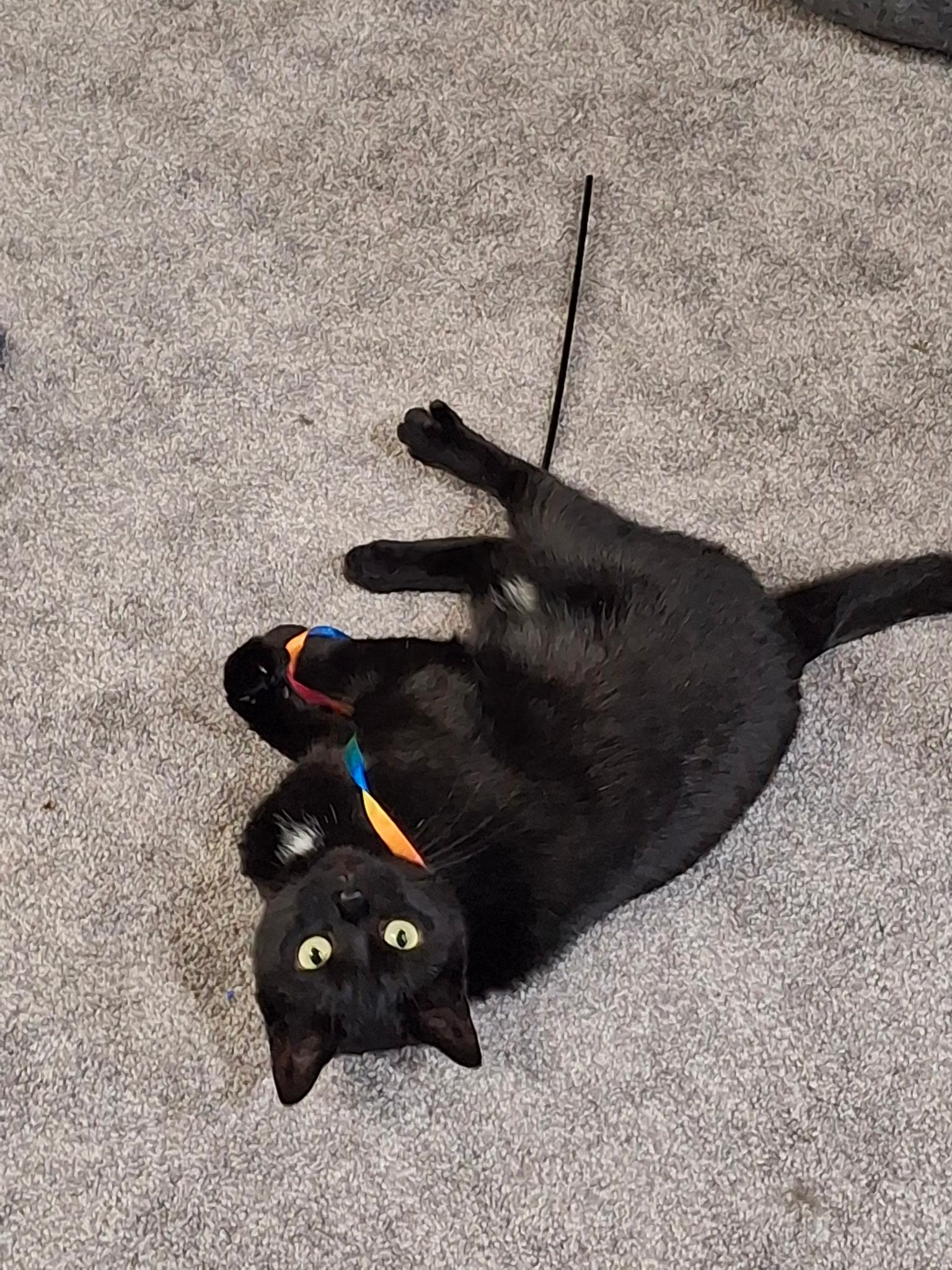 Enlarge Sabrina, a Adoptable Domestic Short Hair in Fertile, MN image 1/3