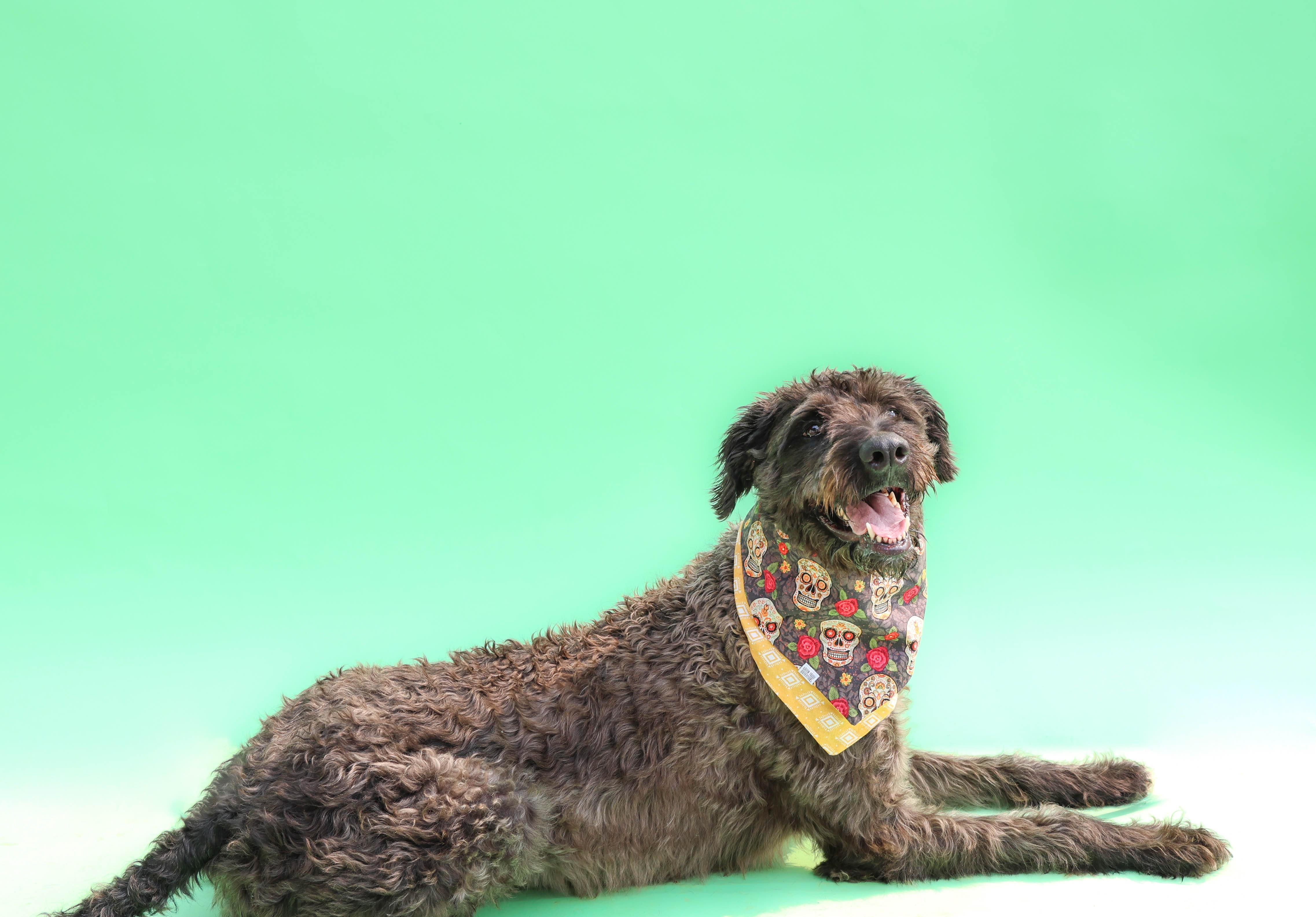 Dunkin, a Adoptable mixed breed in Islip Terrace, NY image 3/4