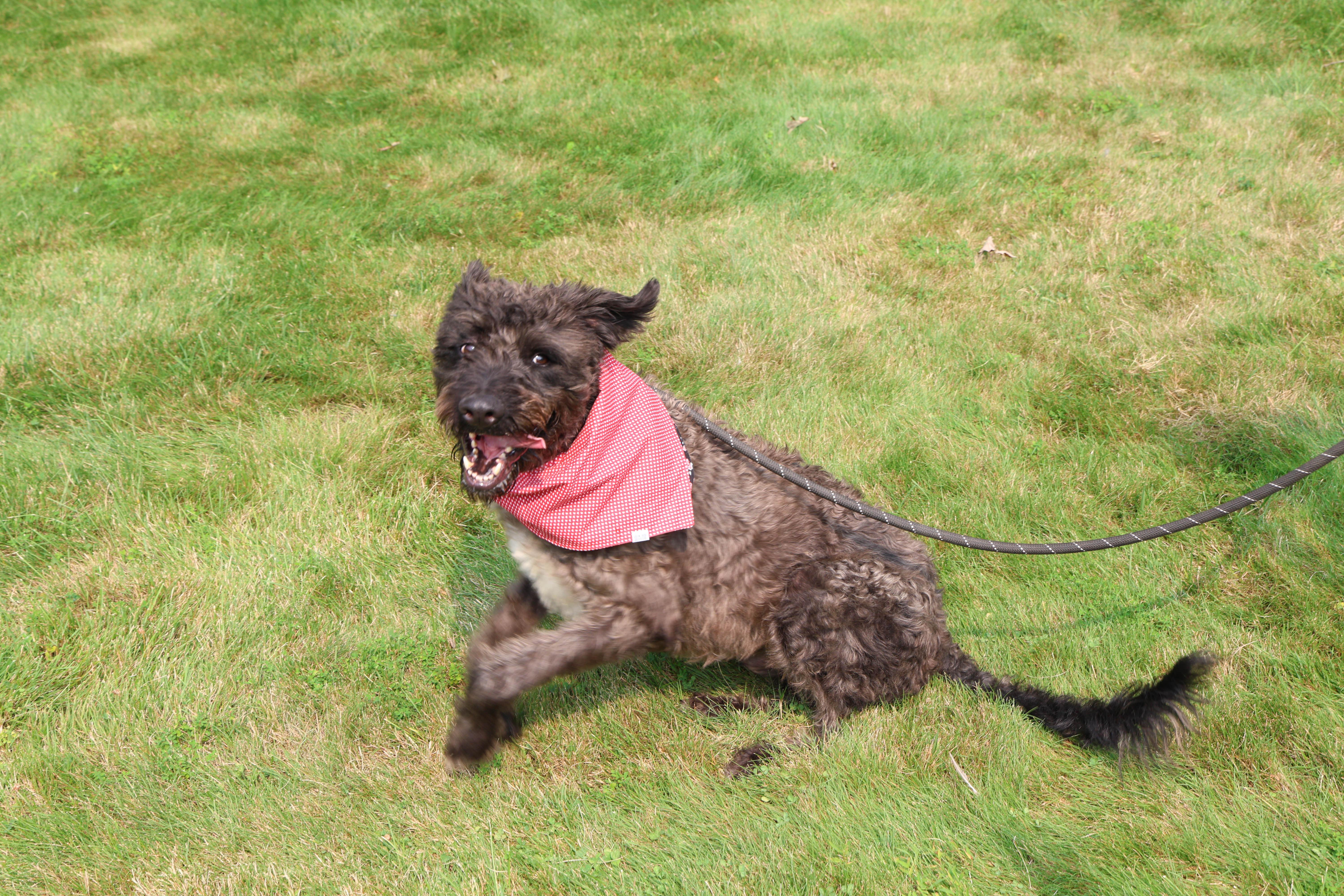 Dunkin, an adoptable Labradoodle in Islip Terrace, NY, 11752 | Photo Image 4