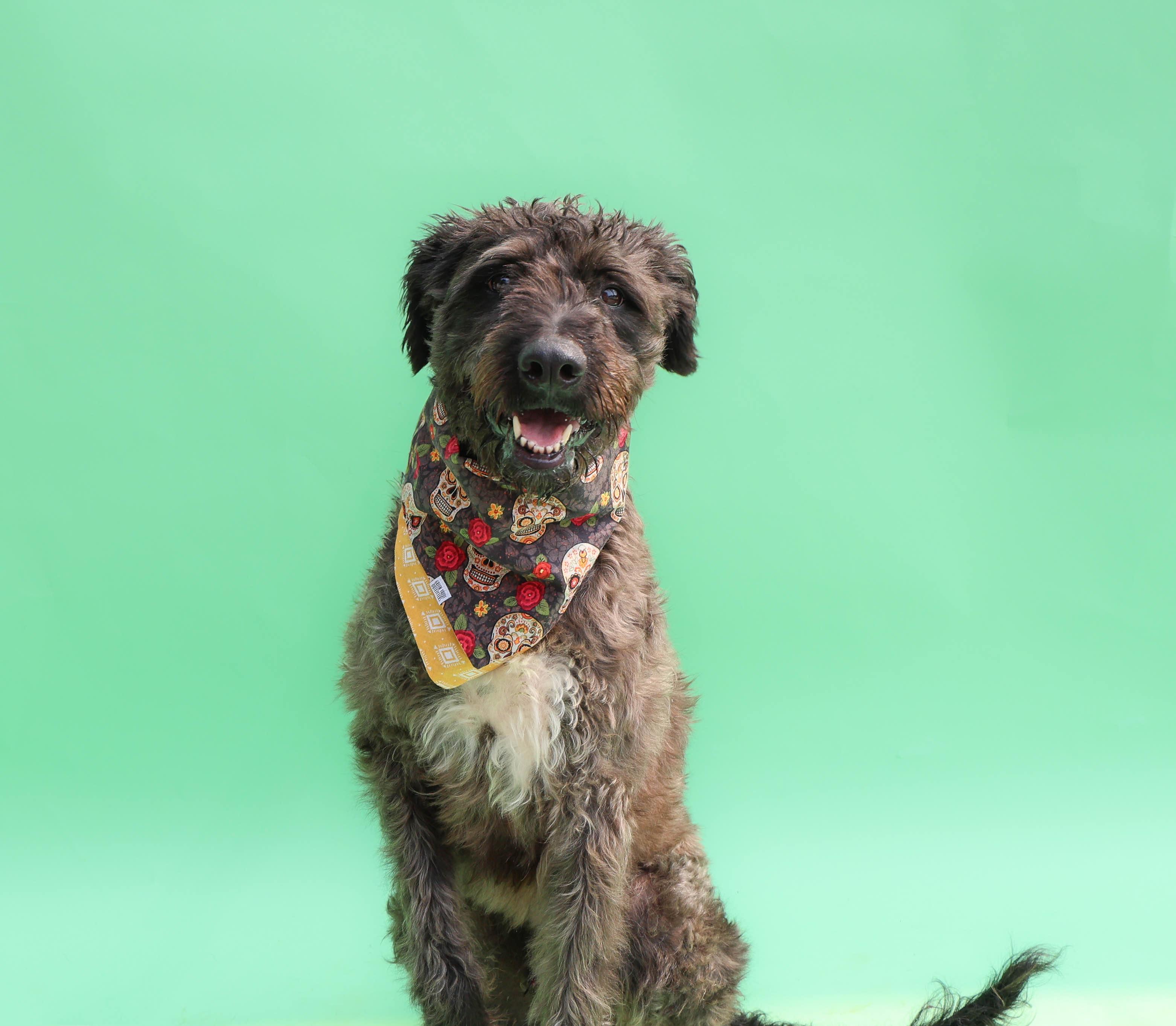 Dunkin, an adoptable Labradoodle in Islip Terrace, NY, 11752 | Photo Image 1