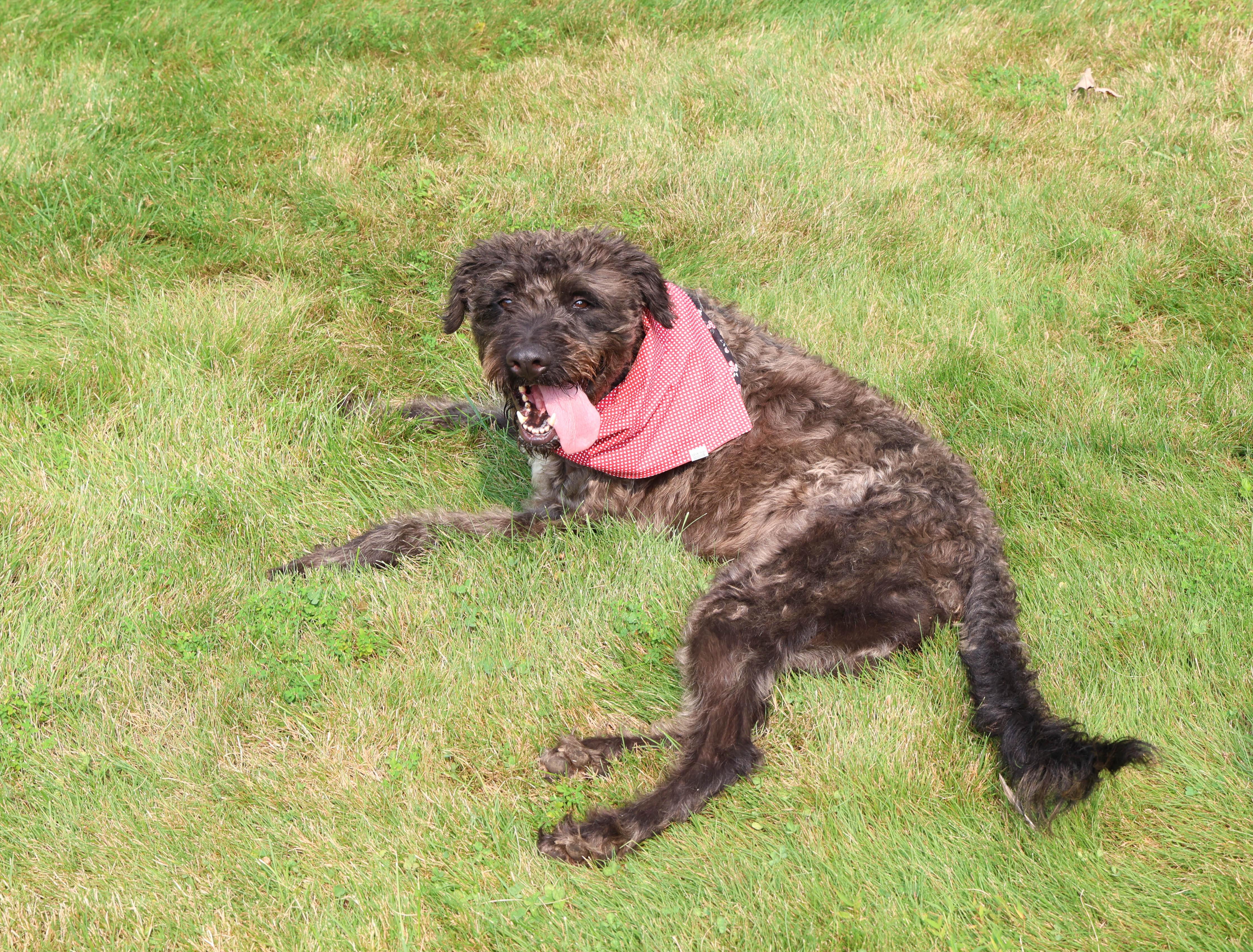 Dunkin, an adoptable Labradoodle in Islip Terrace, NY, 11752 | Photo Image 2