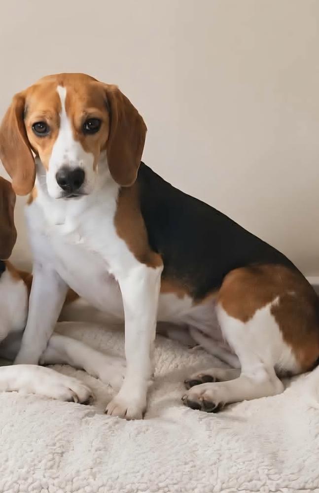 Enlarge Jade Freegle, a Adoptable mixed breed in Waunakee, WI image 1/2