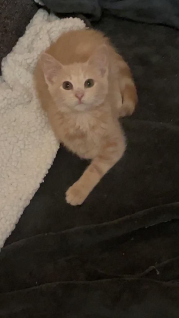 Esther, Adoptable, Kitten Female Domestic Short Hair.